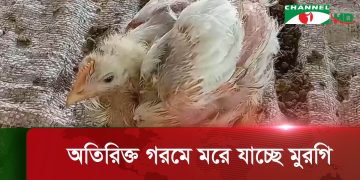 পোল্ট্রি খামারে মুরগির বাচ্চা ও বৃদ্ধ মুরগি দেখা যাচ্ছে. Channel i News - চ্যানেল আই নিউজ