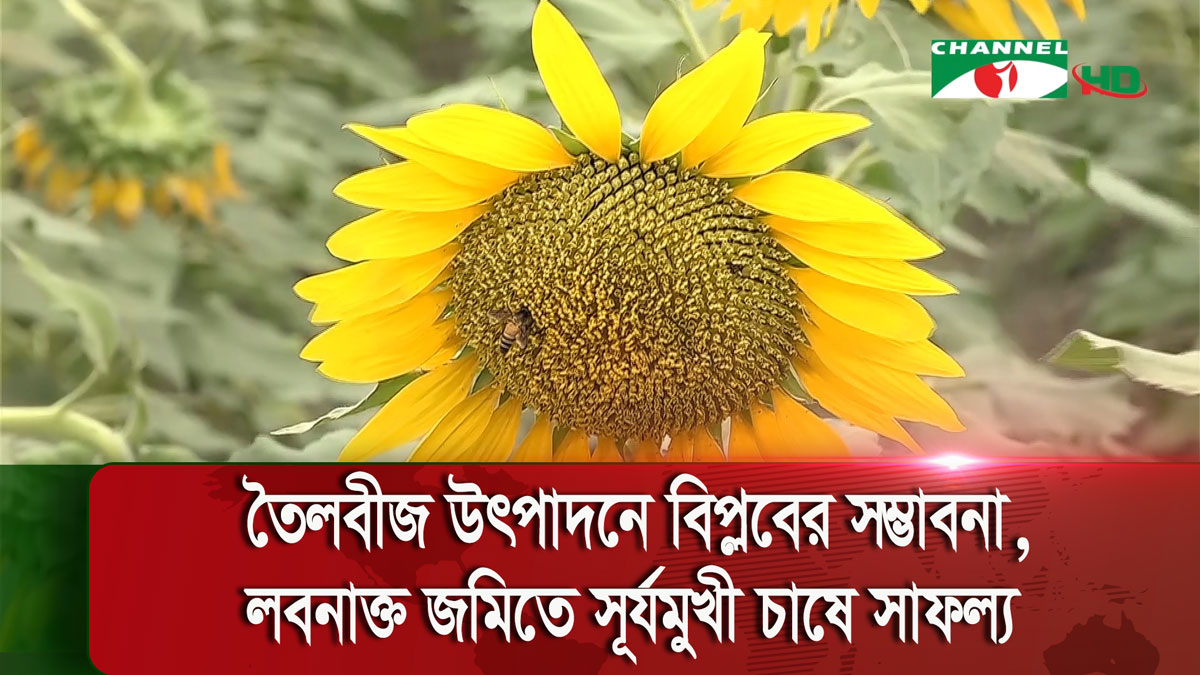 টিয়াখালিতে হলুদের চাদরে ছেয়ে গেছে সাড়ে ৩ হাজার বিঘা ১ ফসলী জমি