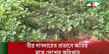 তীব্র দাবদাহে গাইবান্ধায় মাছ ও ফসলের ব্যাপক ক্ষতি
