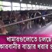 খামারে কোরবানির পশুর চাহিদা পূরণের জন্য প্রস্তুত।. Channel i News - চ্যানেল আই নিউজ