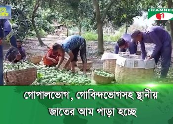 সাতক্ষীরায় আম পাড়া শুরু