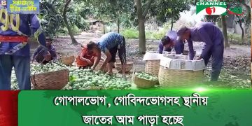 সাতক্ষীরায় আম পাড়া শুরু