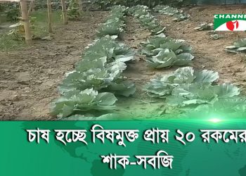 মেহেরপুরে পরিত্যক্ত জমিতে এএসপি’র সবজি চাষ