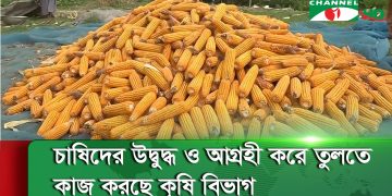 কুড়িগ্রামের চরাঞ্চলে ভুট্টা চাষ বাড়ছে