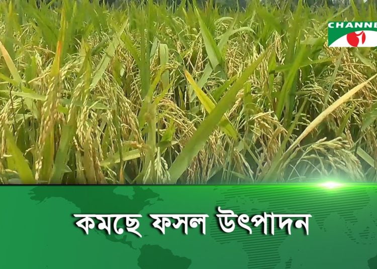 টাঙ্গাইলে অপরিকল্পিত সার প্রয়োগে নষ্ট হচ্ছে মাটির গুণাগুণ