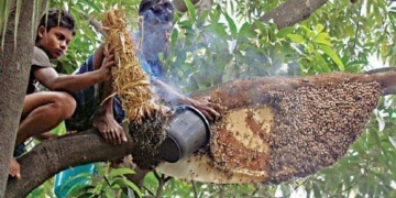 সংগৃহীত