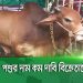রাজধানীর পশুর হাটগুলোতে কমতে শুরু করেছে গরুর দাম