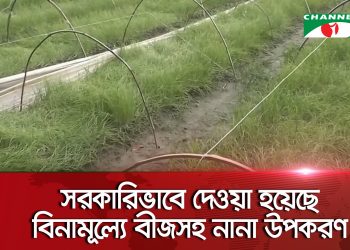 মেহেরপুরে গীষ্মকালীন পেঁয়াজ চাষে আগ্রহ বেড়েছে