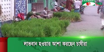 গাইবান্ধা জেলাজুড়ে আমন চাষে নেমেছেন কৃষক