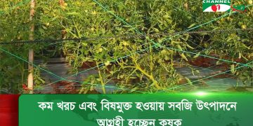 চট্টগ্রামে ফটিকছড়িতে মালচিং পদ্ধতিতে বেড়েছে সবজির চাষ