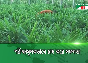 নীলফামারীতে বস্তায় আদা চাষ বাড়ছে