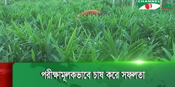 নীলফামারীতে বস্তায় আদা চাষ বাড়ছে