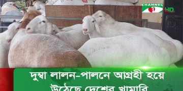 খামারে দুম্বা লালন-পালনে আগ্রহী কৃষকরা. Channel i News - চ্যানেল আই নিউজ
