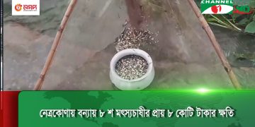 নেত্রকোণায় বন্যায় মাছের ক্ষতি ও মাছ চাষের অবস্থা. Channel i News - চ্যানেল আই নিউজ