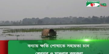 শেরপুর ও মাগুরার কৃষকরা বন্যায় ক্ষতি পোষাতে সহায়তা চান. Channel i News - চ্যানেল আই নিউজ