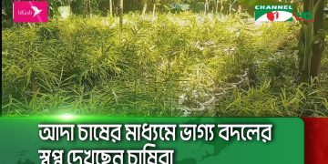 বাগেরহাটে প্রথম বারের মতো বস্তায় আদা চাষ