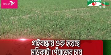 গাইবান্ধায় শুরু হয়েছে মুড়িকাটা পেঁয়াজের চাষ