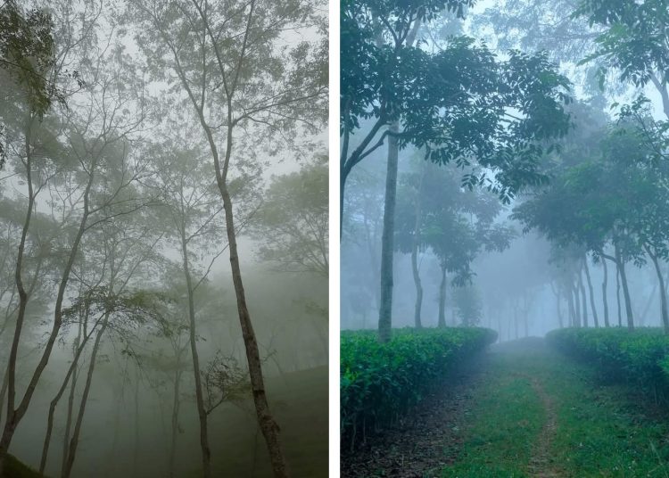 ছবি: কাজল হাজরা ও অলক বসু