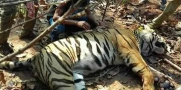 বন কর্মকর্তারা ৯ দিন ধরে বাঘকে বন্দী করতে সংগ্রাম করছেন. Channel i News - চ্যানেল আই নিউজ
