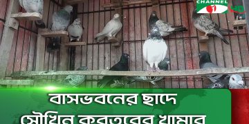 ছাদে পাখির ঝুড়ি, বিভিন্ন প্রজাতির পাখি দেখা যাচ্ছে. Channel i News - চ্যানেল আই নিউজ