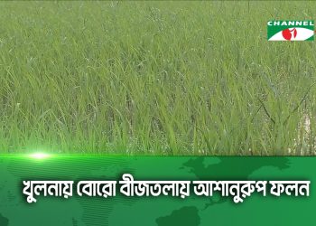খুলনায় বোরো বীজতলায় আশানুরুপ ফলন