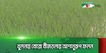 খুলনায় বোরো বীজতলায় আশানুরুপ ফলন
