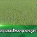 খুলনায় বোরো বীজতলায় আশানুরুপ ফলন