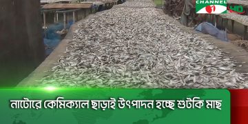 নাটোরে কেমিক্যাল ছাড়াই উৎপাদন হচ্ছে শুটকি মাছ