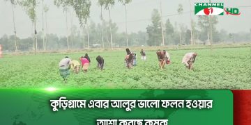 কুড়িগ্রামে এবার আলুর ভালো ফলন হওয়ার আশা করছে কৃষক ও কৃষি বিভাগ