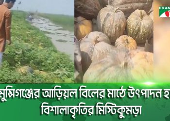 মুন্সিগঞ্জের আড়িয়ল বিলের মাঠে উৎপাদন হচ্ছে বিশালাকৃতির মিস্টিকুমড়া