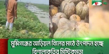 মুন্সিগঞ্জের আড়িয়ল বিলের মাঠে উৎপাদন হচ্ছে বিশালাকৃতির মিস্টিকুমড়া