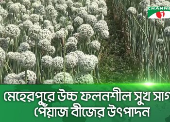 মেহেরপুরে উচ্চ ফলনশীল সুখ সাগর পেঁয়াজ বীজের উৎপাদন