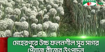 মেহেরপুরে উচ্চ ফলনশীল সুখ সাগর পেঁয়াজ বীজের উৎপাদন