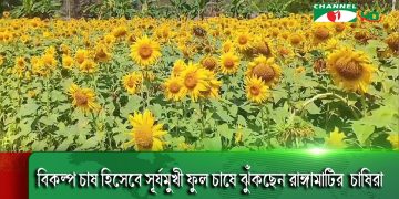 বিকল্প চাষ হিসেবে সূর্যমুখী ফুল চাষে ঝুঁকছেন রাঙ্গামাটির চাষিরা
