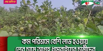 Dhamrai farmers interested in lemon cultivation as it offers more profit with less effort