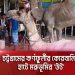 কর্ণফুলীর কোরবানির হাটে মরুভূমির উটের ছবি. Channel i News - চ্যানেল আই নিউজ