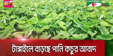 টাঙ্গাইলে বাড়ছে পানি কচুর আবাদ