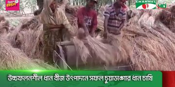 উচ্চফলনশীল ধান বীজ উৎপাদনে সফল চুয়াডাঙ্গার ধান চাষি