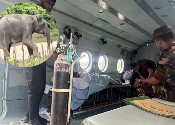 হাতির আক্রমণে গুরুতর আহত ৩ জনকে হেলিকপ্টারযোগে ঢাকায় নেয়া হচ্ছে।