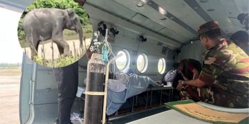 হাতির আক্রমণে গুরুতর আহত ৩ জনকে হেলিকপ্টারযোগে ঢাকায় নেয়া হচ্ছে।