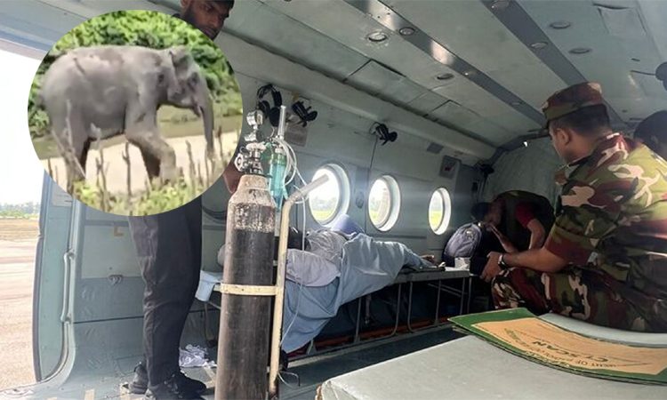 হাতির আক্রমণে গুরুতর আহত ৩ জনকে হেলিকপ্টারযোগে ঢাকায় নেয়া হচ্ছে।