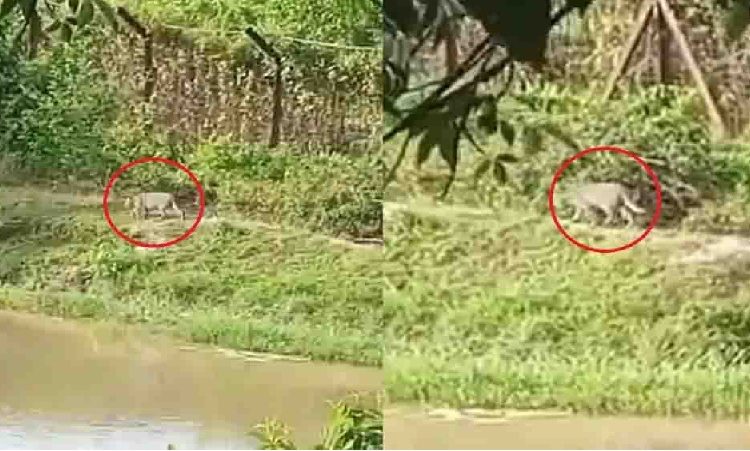 ফেনীর সীমান্তবর্তী লোকালয়ে বাঘের প্রবেশ