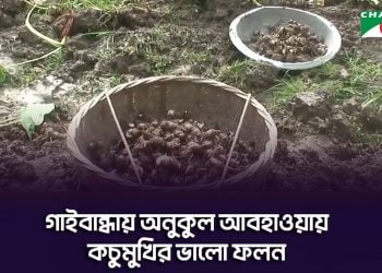 গাইবান্ধায় অনুকুল আবহাওয়ায় কচুমুখির ভালো ফলন