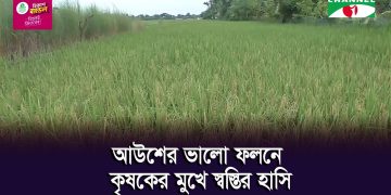 খুলনায় আউশ ধানের সুন্দর সবুজ ক্ষেতের ছবি।. Channel i News - চ্যানেল আই নিউজ