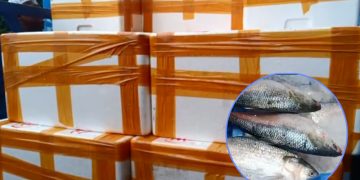 ভারতে ১২শ কেজি ইলিশ রপ্তানি।