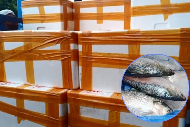 ভারতে ১২শ কেজি ইলিশ রপ্তানি।