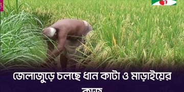 গাইবান্ধায় আউশের আশাতীত ফলনে খুশি কৃষক