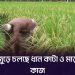 গাইবান্ধায় আউশের আশাতীত ফলনে খুশি কৃষক