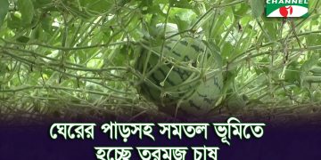 নড়াইলে তরমুজ চাষে কৃষকদের নতুন স্বপ্ন