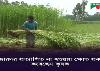 গাইবান্ধায় চলতি মৌসুমে পাটের ভালো ফলন